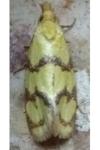 Agapeta hamana