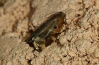 Archips xylosteana