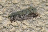 Swammerdamia pyrella