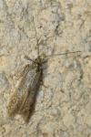 Coleophora
