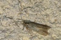 Coleophora