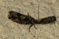 Zeiraphera isertana