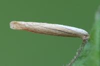 Coleophora follicularis