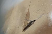 Coleophora follicularis