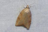 Aleimma loeflingiana