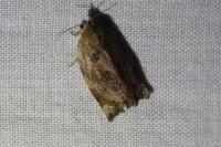 Archips crataegana