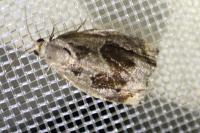Archips crataegana