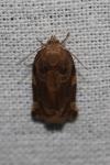 Archips xylosteana
