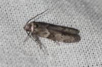 Blastobasis glandulella