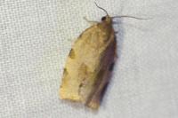 Choristoneura hebenstreitella