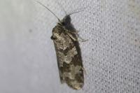 Cnephasia