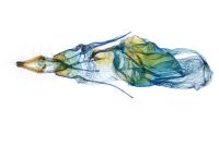 Cochylidia implicitana