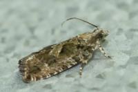 Zeiraphera isertana