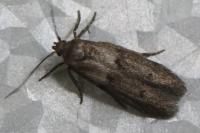 Blastobasis phycidella