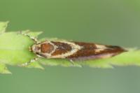 Metalampra