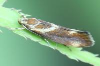 Metalampra