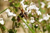 Thyris fenestrella