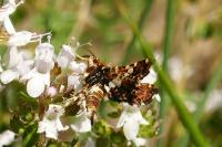 Thyris fenestrella