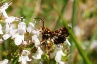 Thyris fenestrella