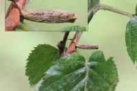 Coleophora serratella