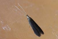Coleophora serratella