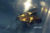 Dasycera oliviella