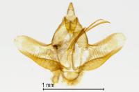 Dasycera oliviella
