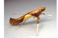 Caloptilia hauderi