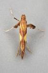 Caloptilia hauderi