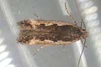 Cosmardia moritzella