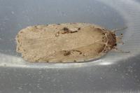 Agonopterix ocellana