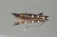 Parectopa ononidis