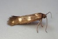 Scythris scopolella