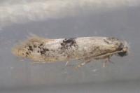 Infurcitinea atrifasciella