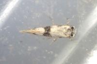 Infurcitinea atrifasciella