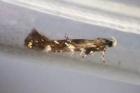 Eteobalea anonymella