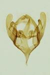 Psyche casta