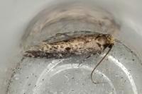 Niditinea striolella
