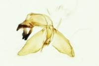 Niditinea striolella