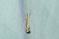 Plutella xylostella