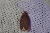 Agonopterix oinochroa