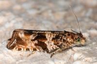 Celypha cespitana