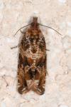 Celypha cespitana