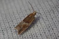 Ancylis comptana