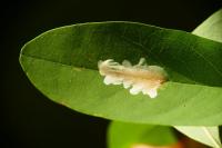 Parectopa robiniella