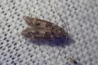 Exoteleia dodecella