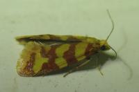 Aethes rutilana