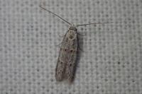 Symmocoides oxybiella