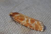 Rhyacionia pinicolana