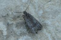 Acompsia cinerella